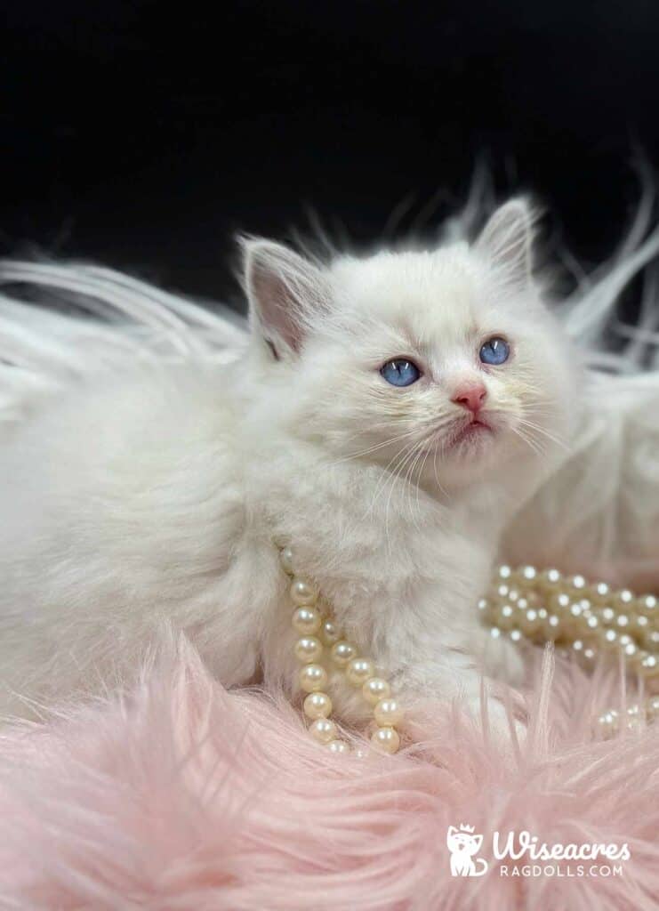Blue Point Ragdoll Kitten in Fort Smith, Arkansas