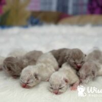 Ragdoll Kittens For Sale