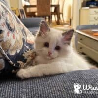 Seal Bicolor Ragdoll Kitten in Nashville, Tennessee