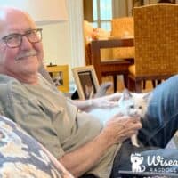 Seal Bicolor Ragdoll Kitten in Nashville, Tennessee