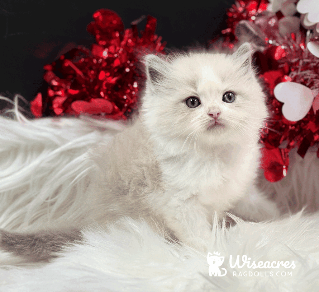 Blue Bicolor Ragdoll Kitten For Sale