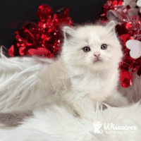 Blue Bicolor Ragdoll Kitten For Sale