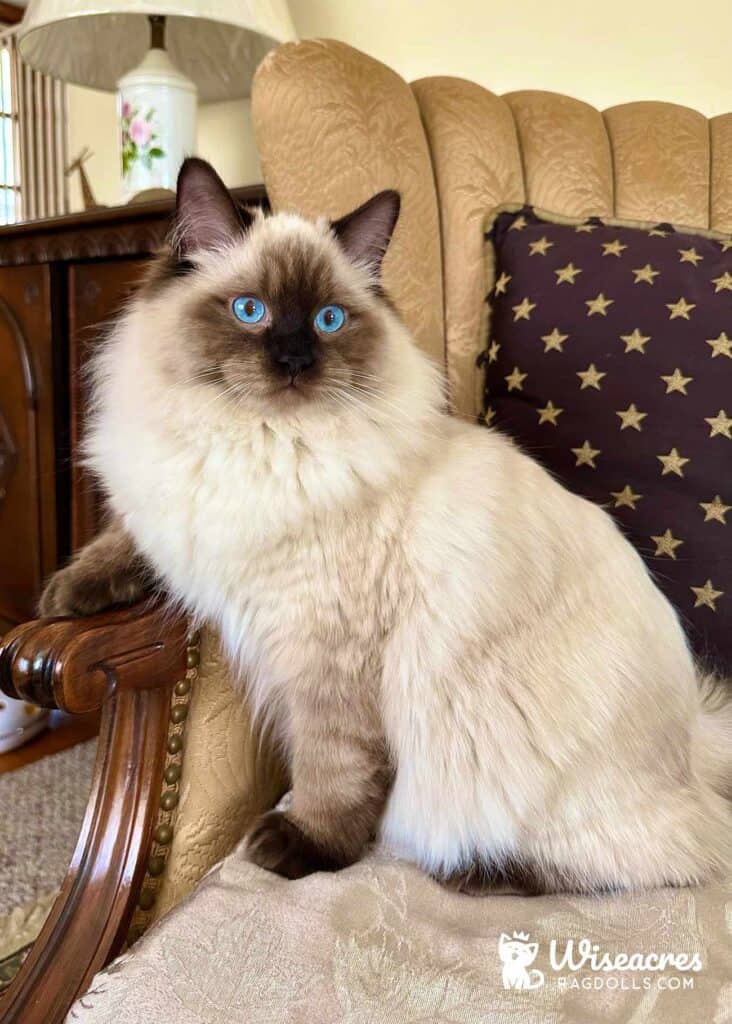 Seal Point Ragdoll Kitten in Norwell, Massachusetts