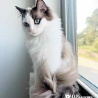 Mink Bicolor Ragdoll Kitten in Rogers, Arkansas