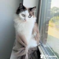Mink Bicolor Ragdoll Kitten in Rogers, Arkansas