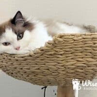 Mink Bicolor Ragdoll Kitten in Rogers, Arkansas