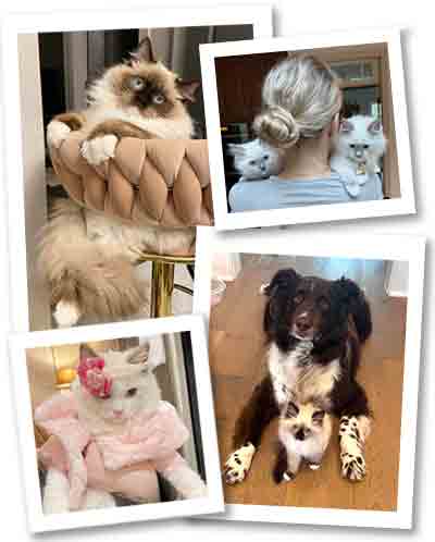 Customer Photo Collage Ragdoll Kittens