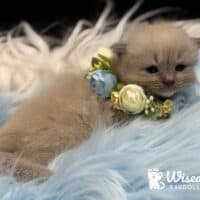 Solid Mink Mitted Ragdoll Kitten For Sale