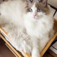 Male Mink Bicolor Ragdoll Kitten in Lamar, Arkansas