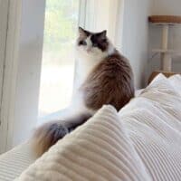 Mink Bicolor Ragdoll Kitten in Lamar, Arkansas