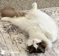 Seal Mink Bicolor Ragdoll in Lamar, Arkansas
