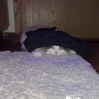 Mink Bicolor Ragdoll Kitten in Lamar, Arkansas