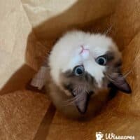 Mink Bicolor Ragdoll Kitten in Lamar, Arkansas