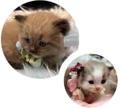 NEW! Seal mink mitted and seal mInk bicolor Ragdoll kittens available!