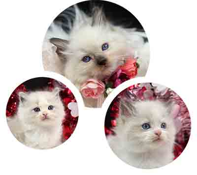 Seal Point, Blue Bicolor and Seal Bicolor Ragdoll Kittens For Sale