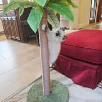 Seal Point Mitted Ragdoll Kitten in New Braunfels, Texas