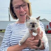 Seal Point Mitted Ragdoll Kitten in New Braunfels, Texas