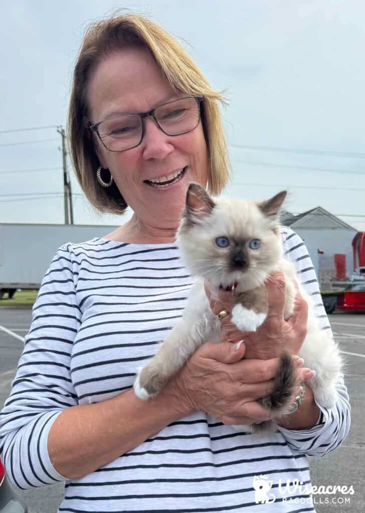 Seal Point Mitted Ragdoll Kitten in New Braunfels, Texas