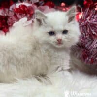Blue Bicolor Ragdoll Kitten For Sale