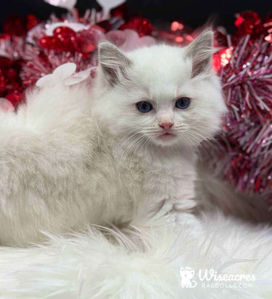 Blue Bicolor Ragdoll Kitten For Sale