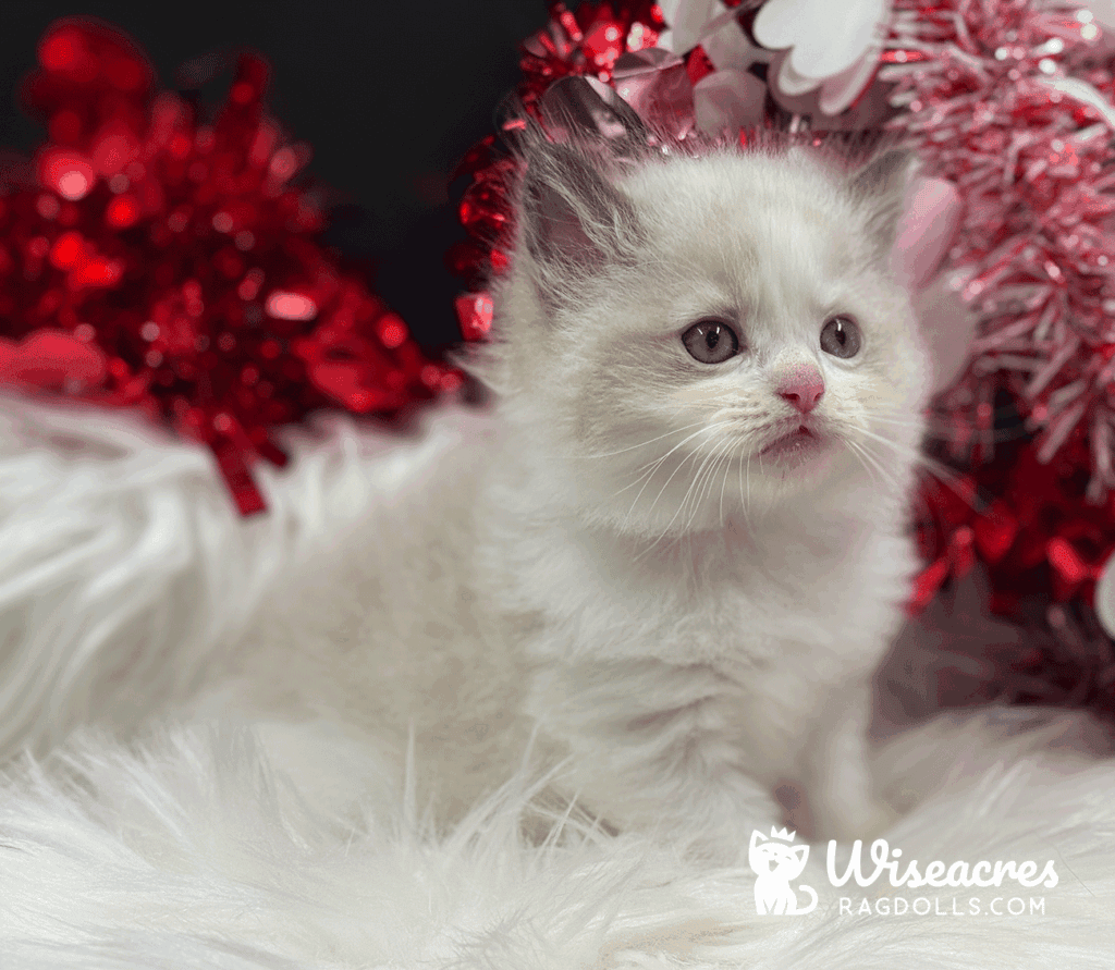 Seal Bicolor Ragdoll Kitten For Sale