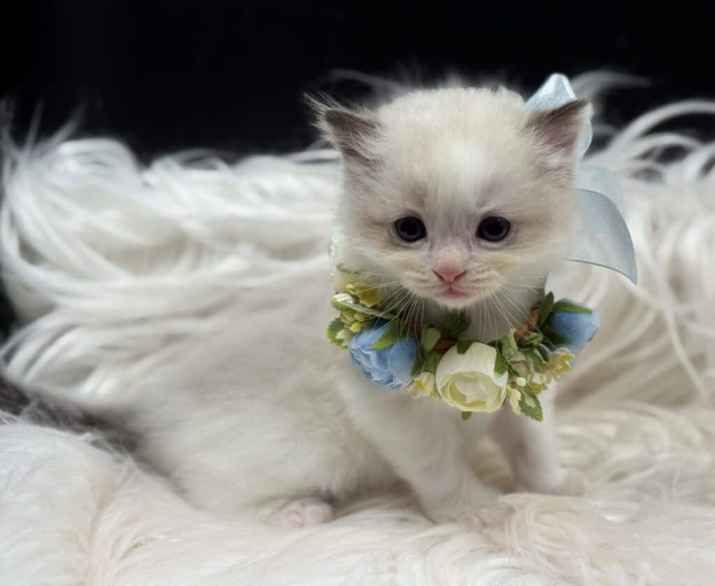 Seal Bicolor Ragdoll Kitten For Sale