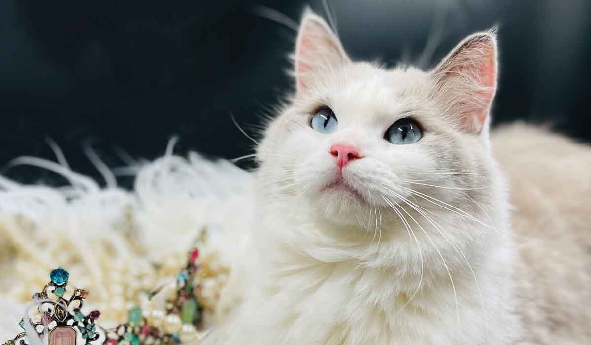 Blue Bicolor Ragdoll