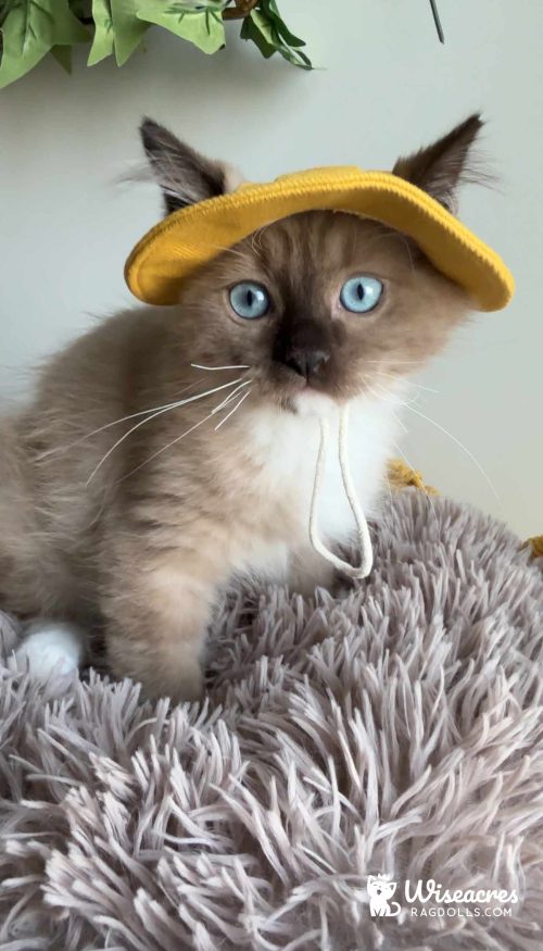 Mink Mitted Ragdoll Kitten in Los Angeles, California Mink Mitted Ragdoll Kitten in Los Angeles, California