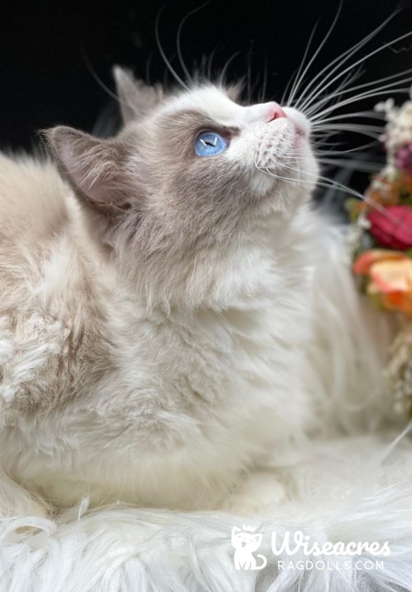 Queen Female Blue Bicolor Ragdoll Cat
